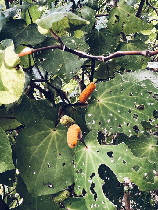 Kawakawa Flowers