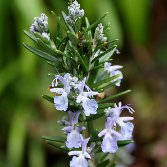 Rosemary / Hair Rinse