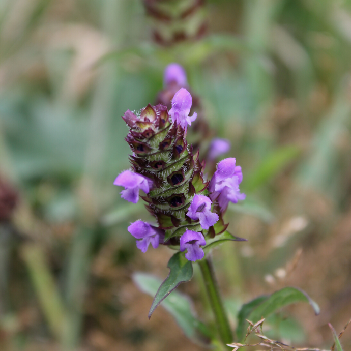 Self Heal