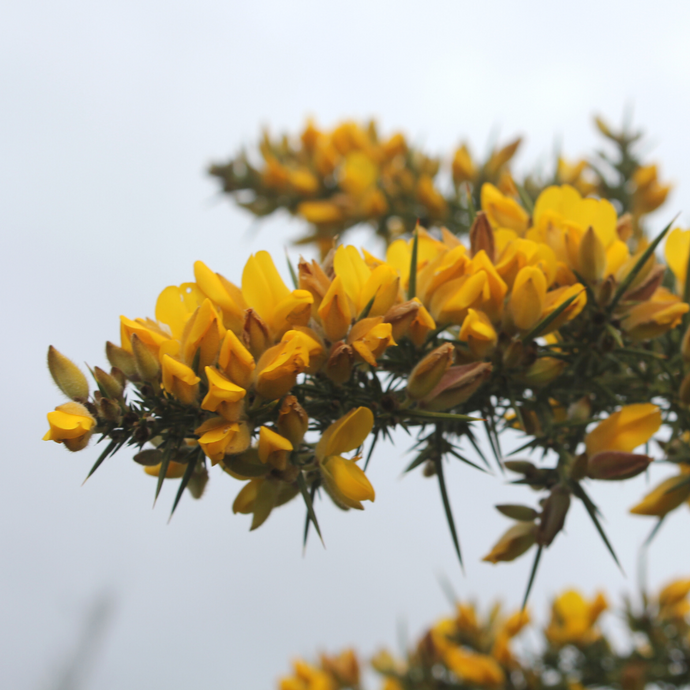 Gorse