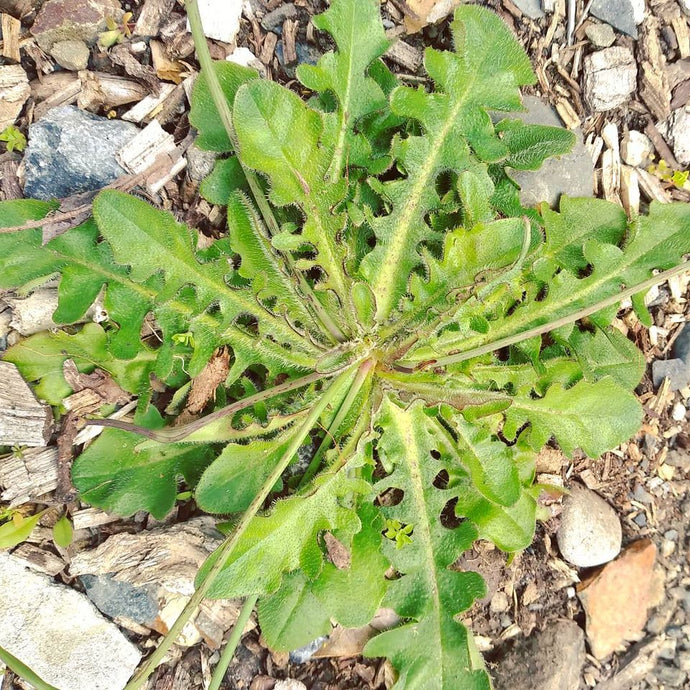 Cat's Ear / False Dandelion / Flatweed