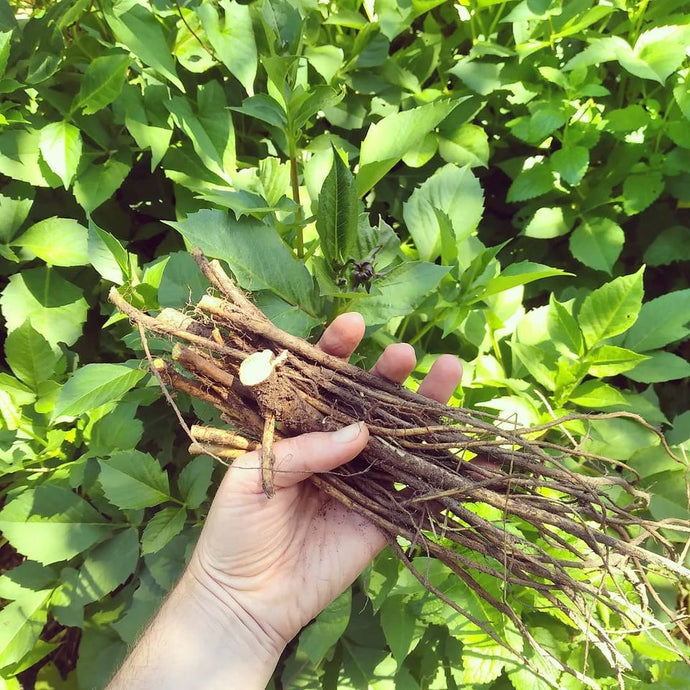 Dock Roots