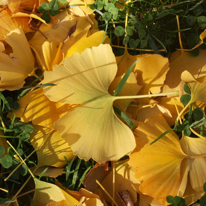 Ginkgo Biloba