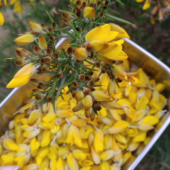 Gorse Flowers