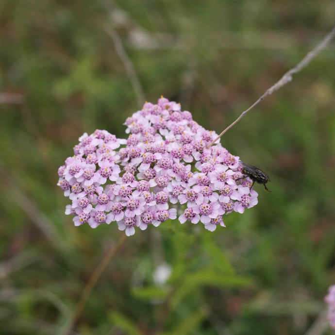 Memories of Pink Yarrow