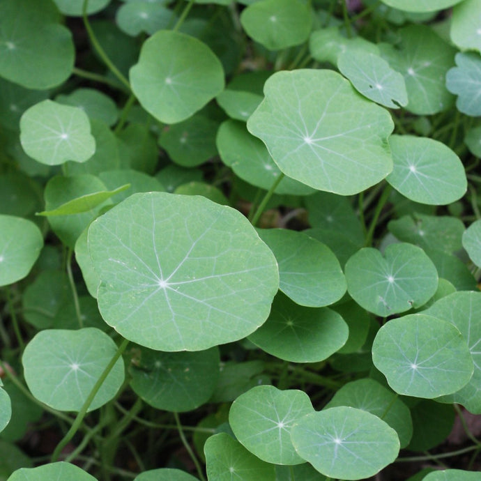 Nasturtium