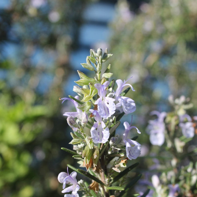 Rosemary