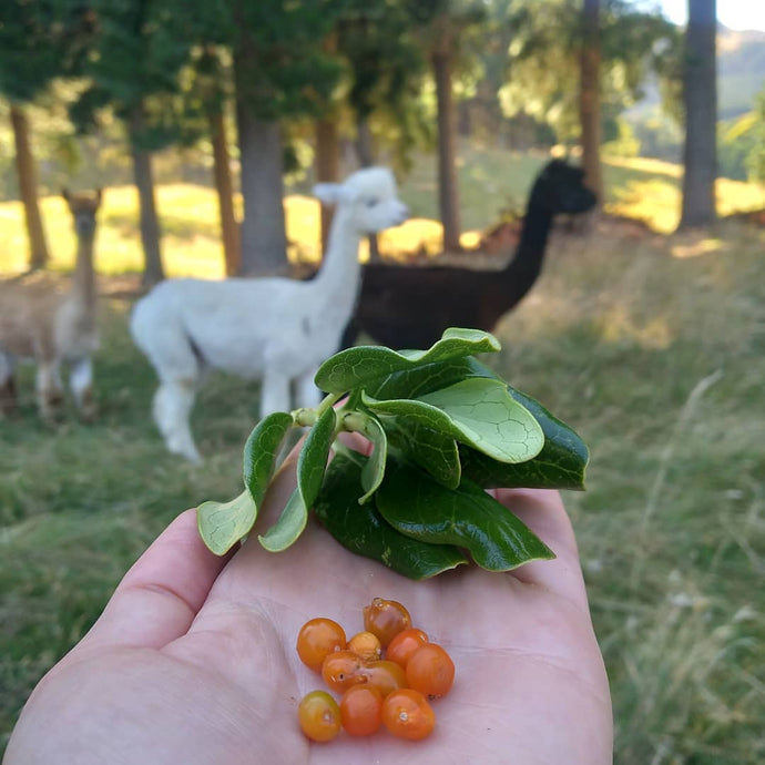 Taupata Berries