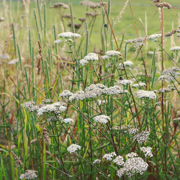 Yarrow