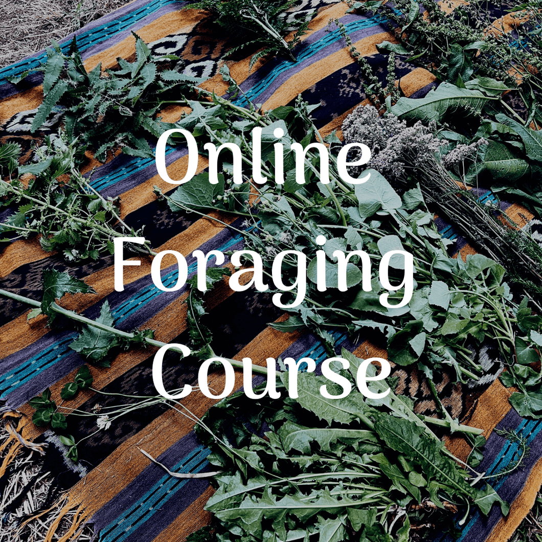 Foraging for Wild Edible Plants ~ Online Video Foraging Course - Homegrown Botanica