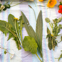 Load image into Gallery viewer, Bespoke Foraging Session - Private Group - Homegrown Botanica
